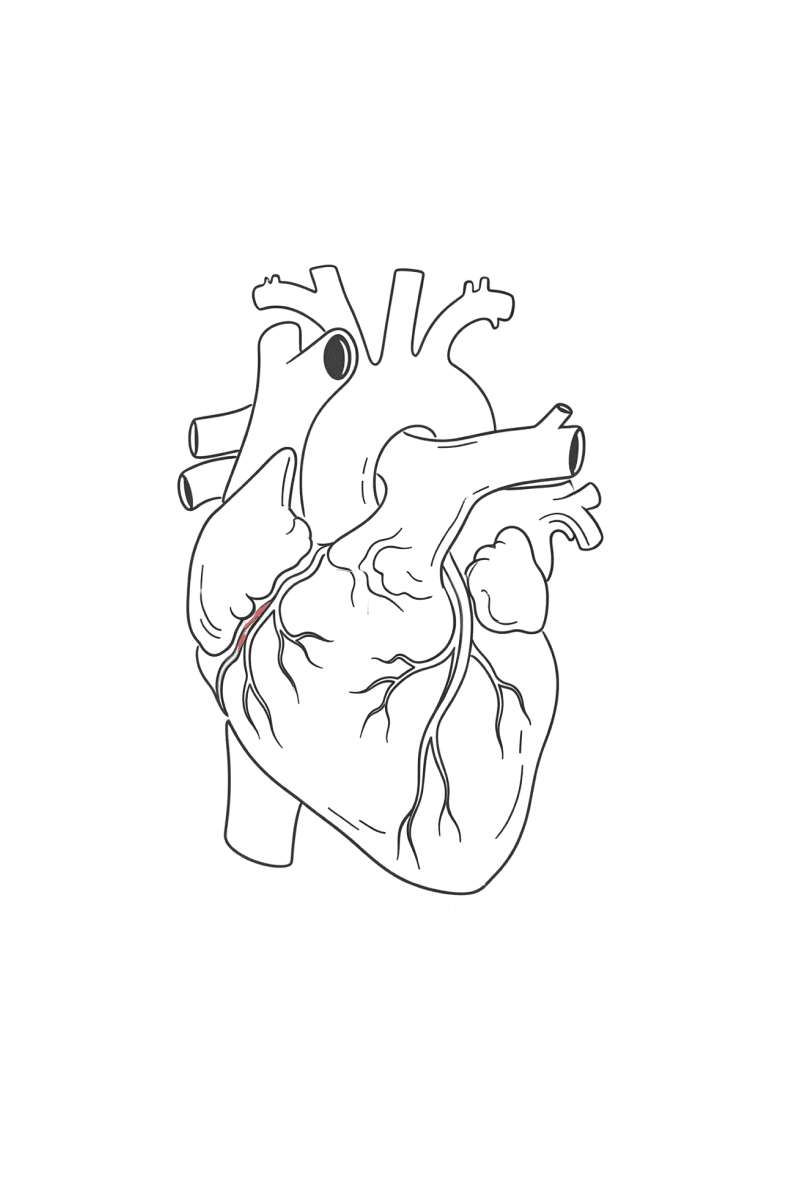 Cardiovascular system illustration