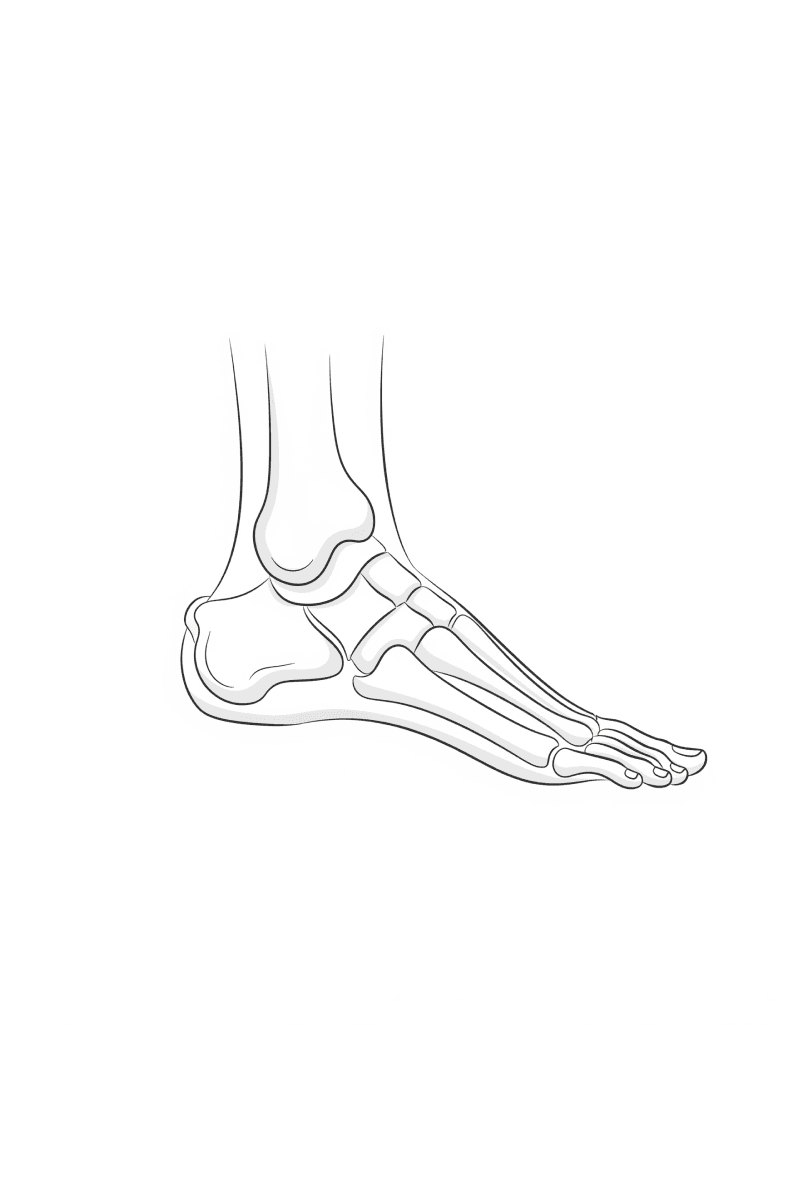 Foot and ankle anatomy illustration