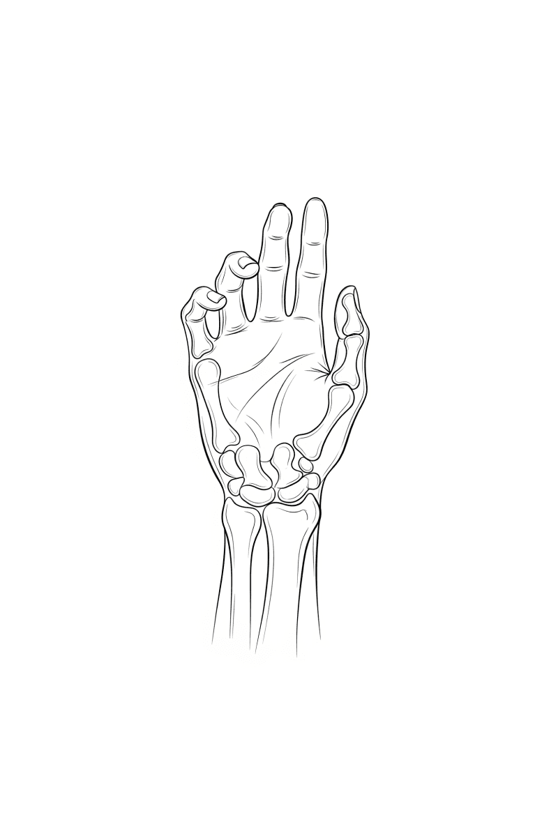 Hand and wrist anatomy illustration